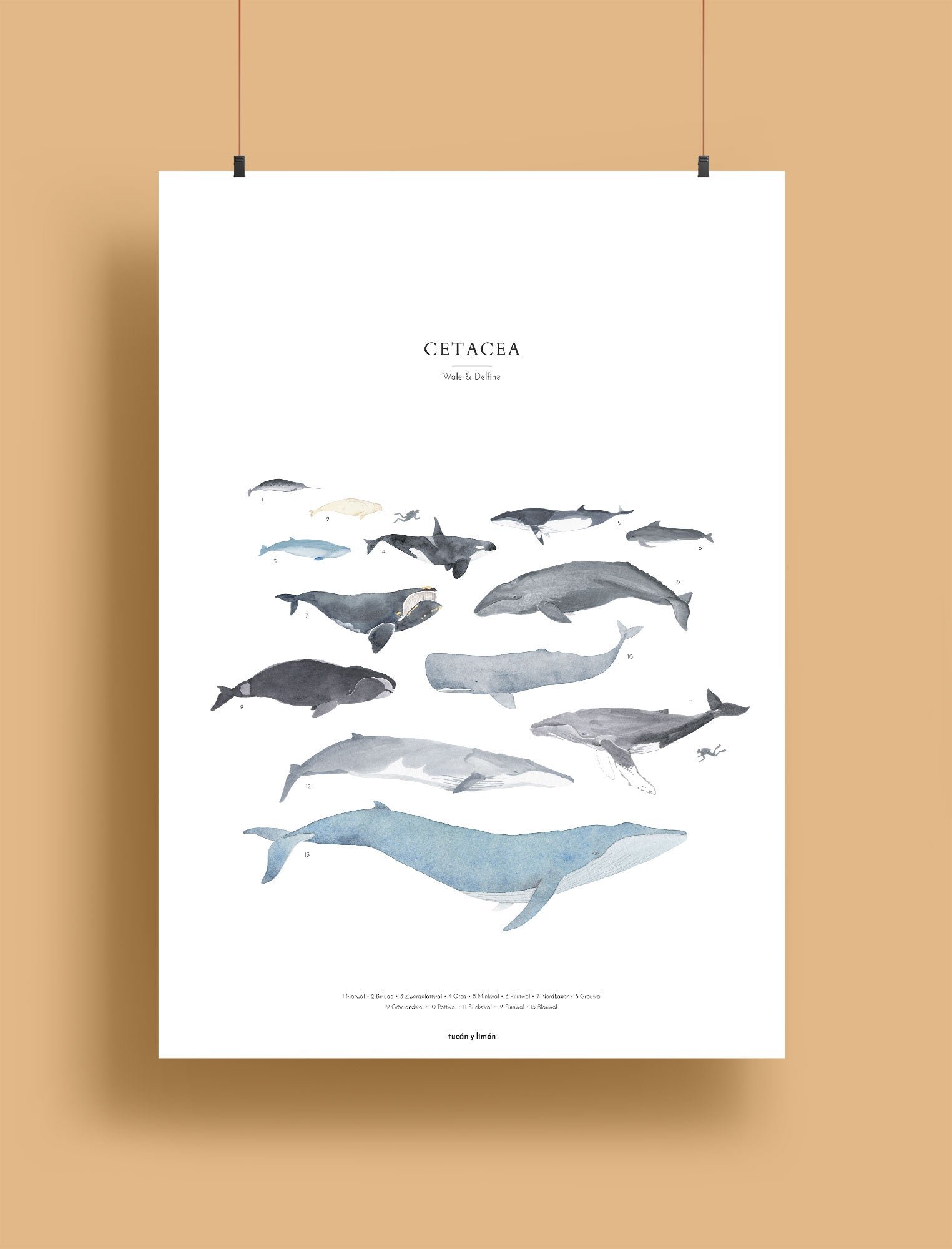 Whales - cetacea | A4 Print