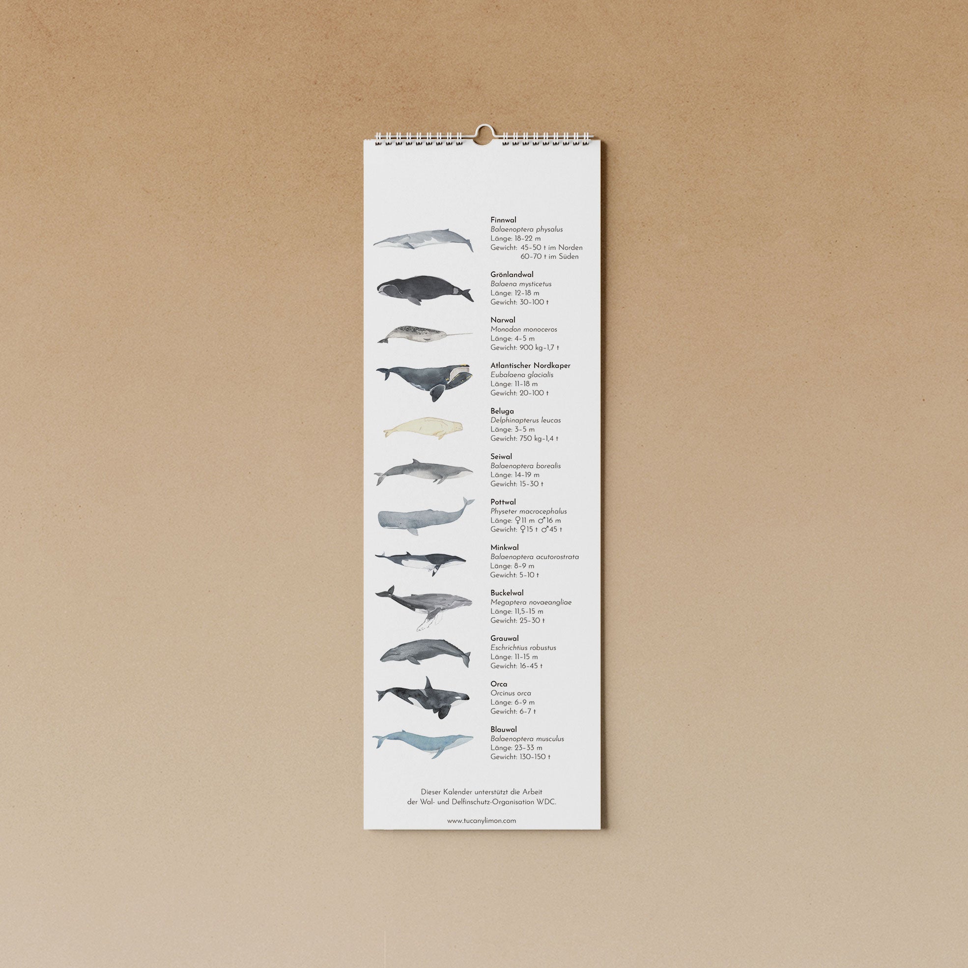 Wale | immerwährender Kalender