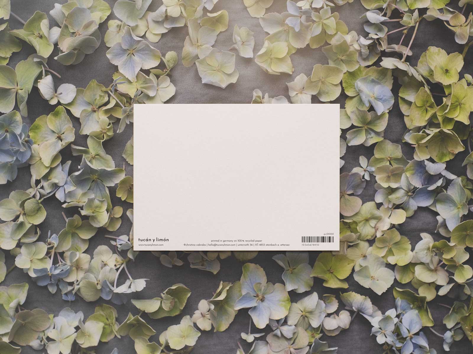 Faultier | Postkarte