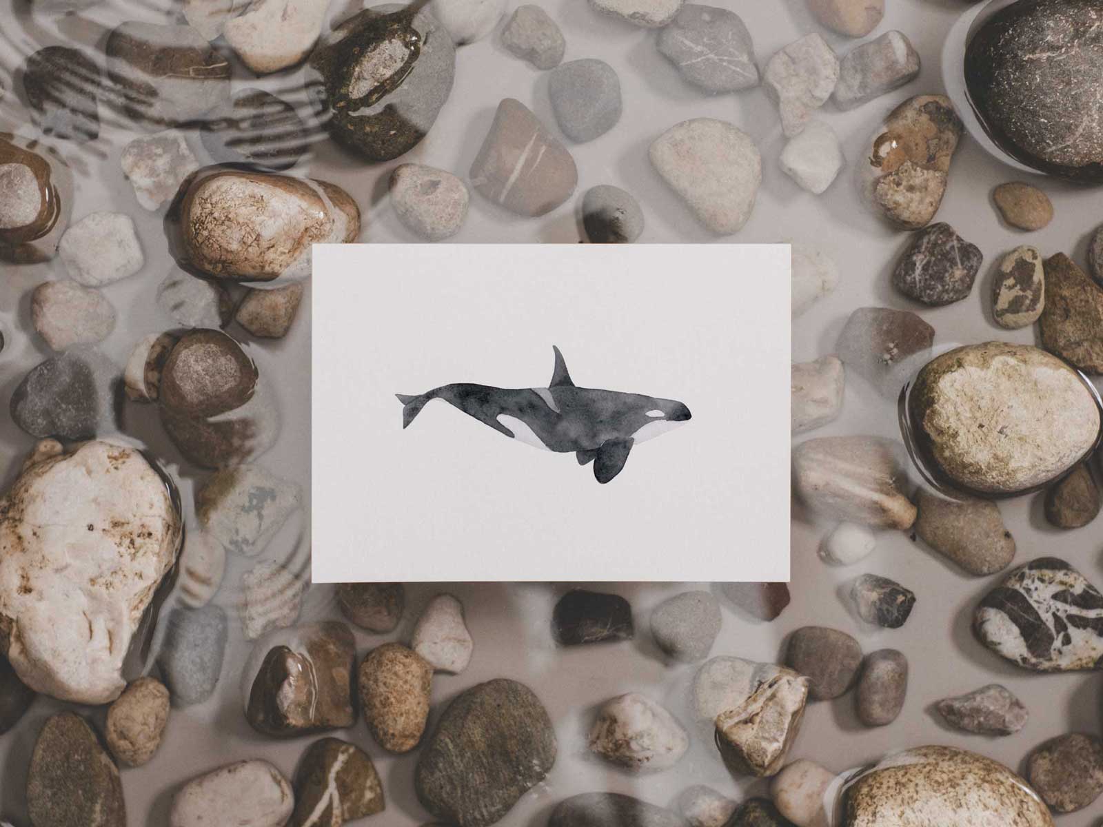 Orca | Wal Postkarte