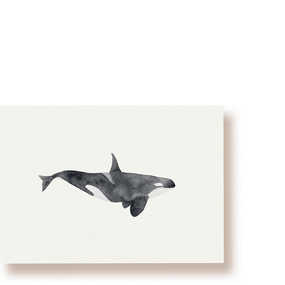 Orca | Wal Postkarte
