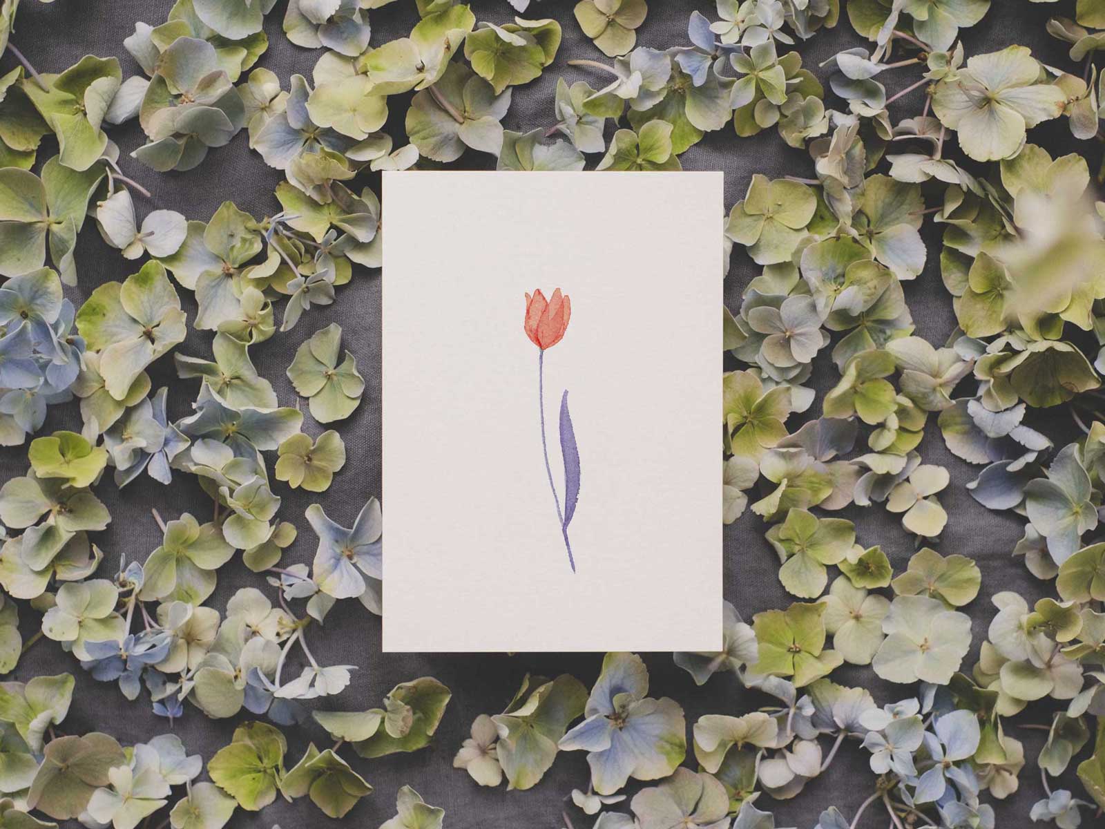 Tulpe | Postkarte