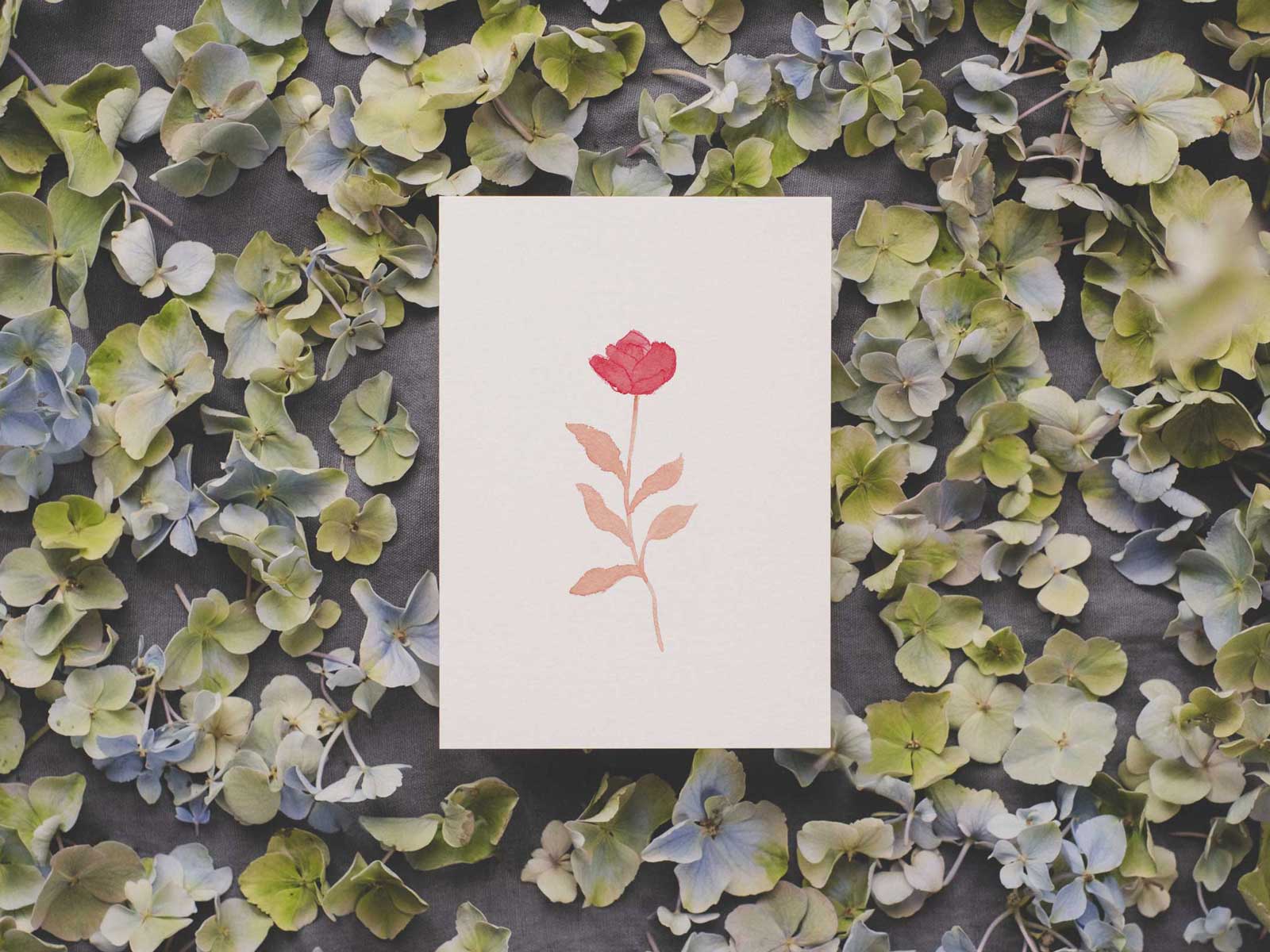 Rose | Postkarte