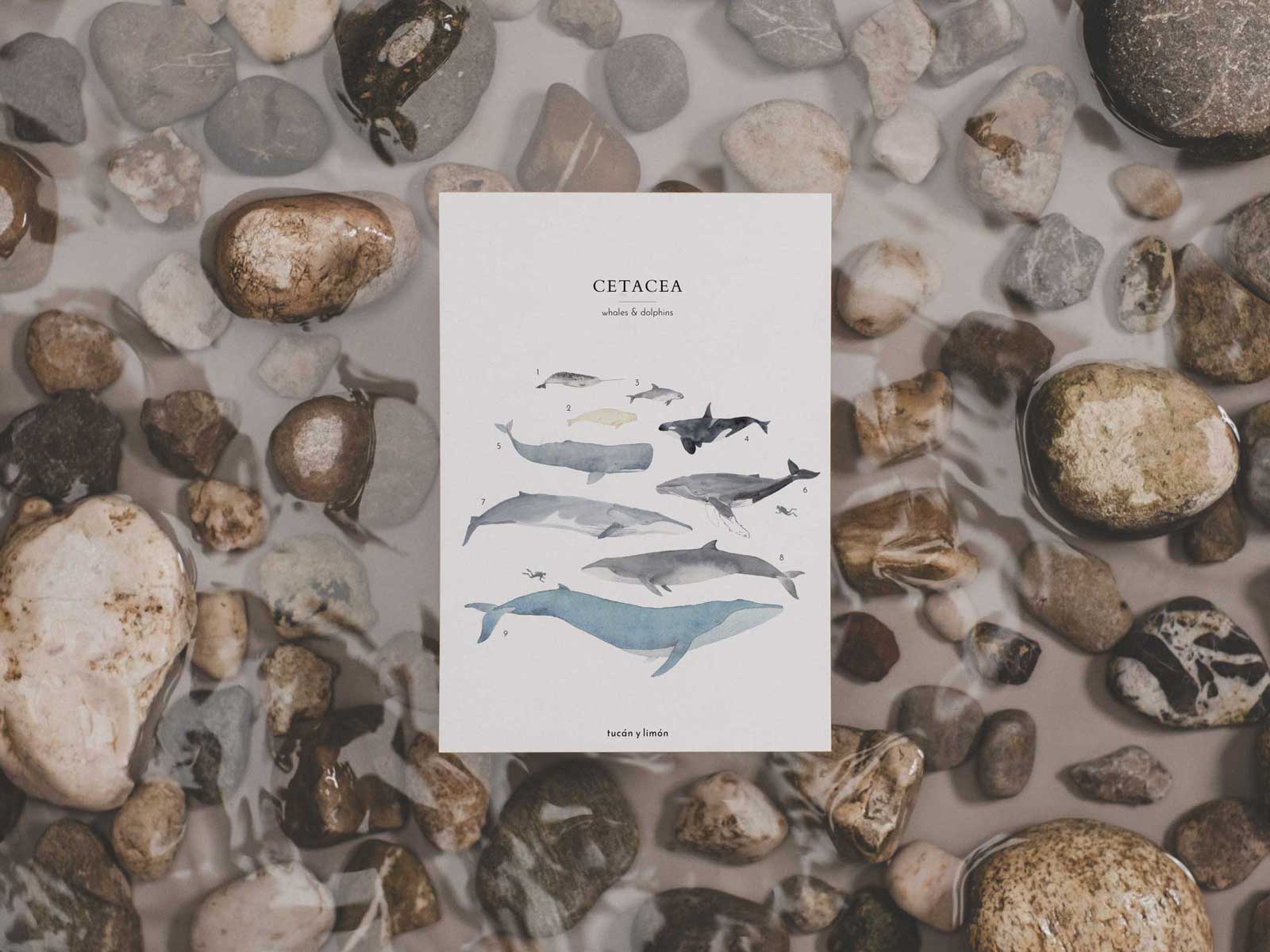 Wale & Delfine | Postkarte