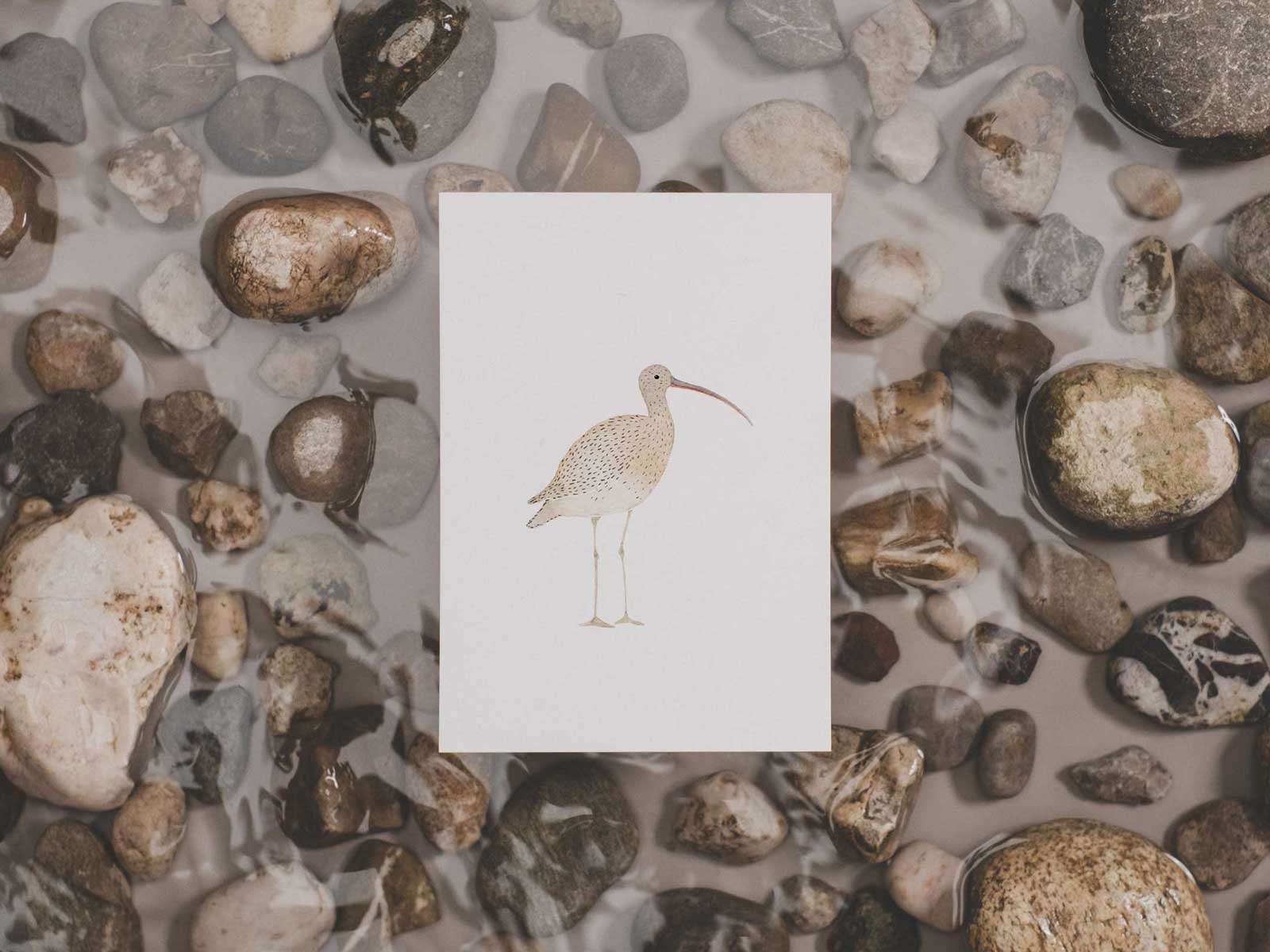 Großer Brachvogel | Postkarte