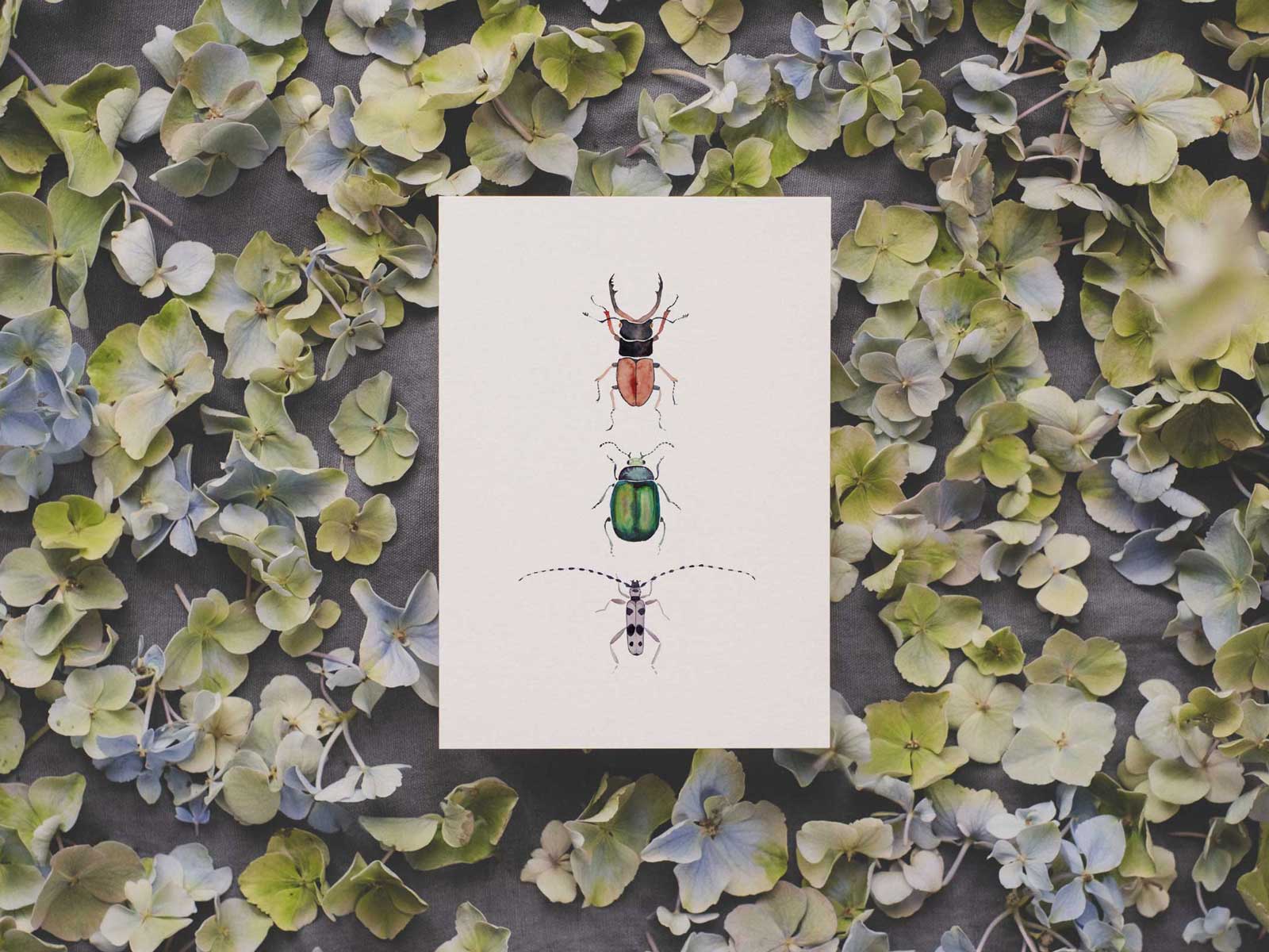 Käfer | Postkarte