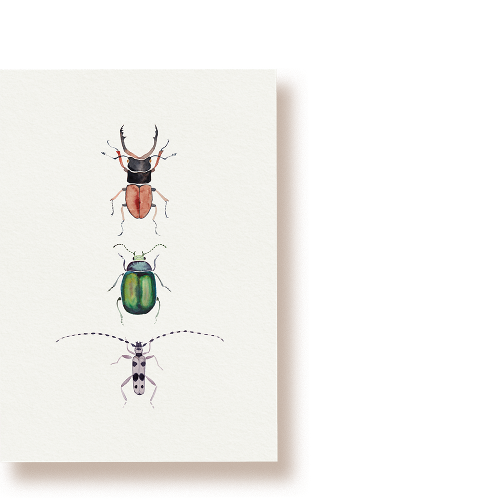 Käfer | Postkarte