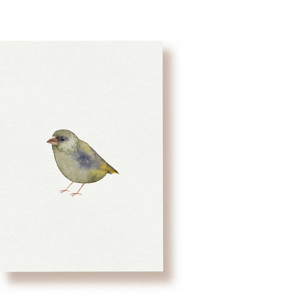 Grünfink | Postkarte