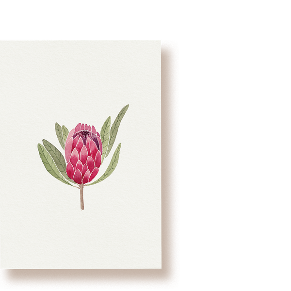 Protea | Postkarte