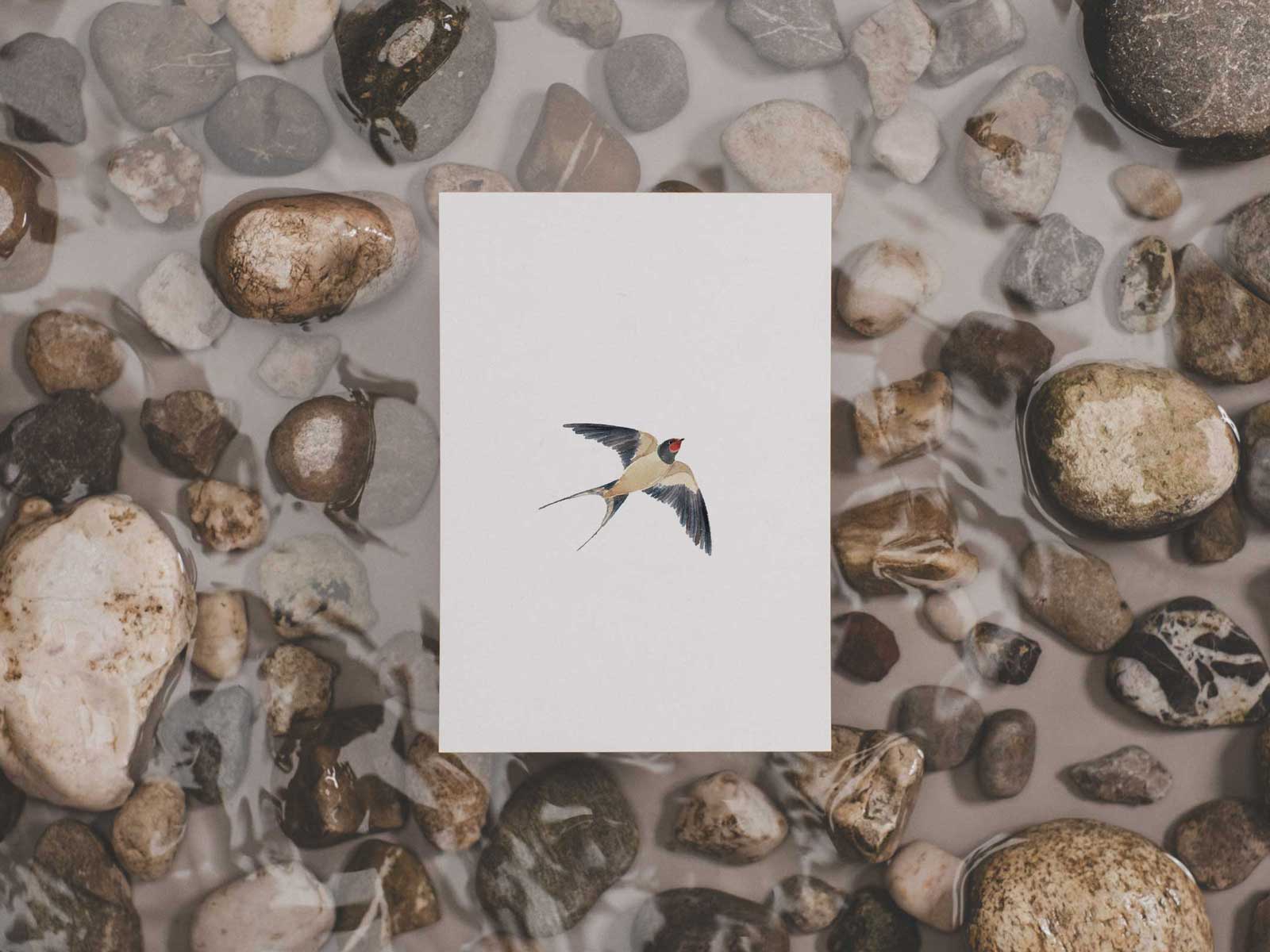 Rauchschwalbe | Postkarte