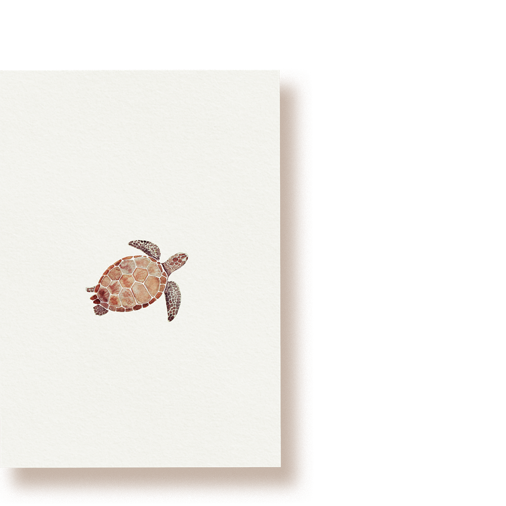 Schildkröte | Postkarte