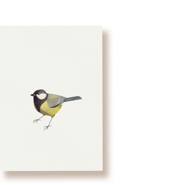 Kohlmeise | Postkarte