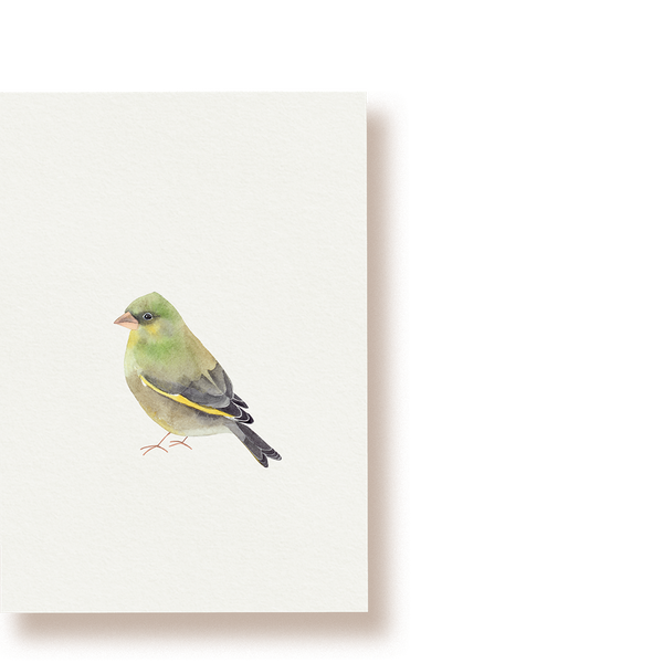Grünfink | Postkarte