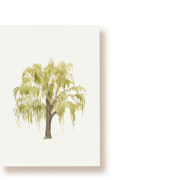 Trauerweide | Postkarte