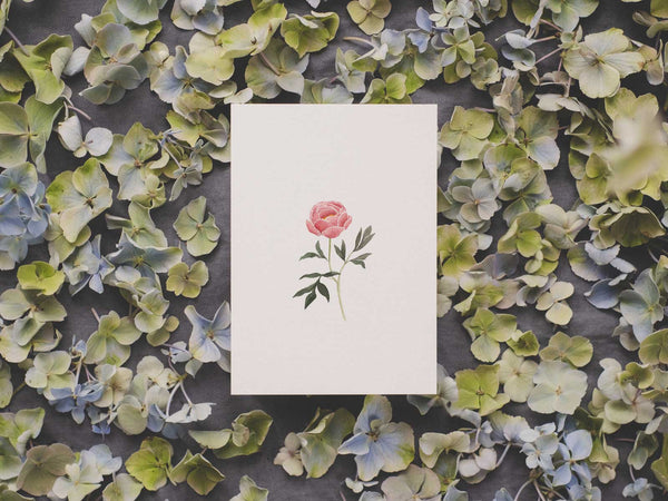 Pfingstrose | Postkarte
