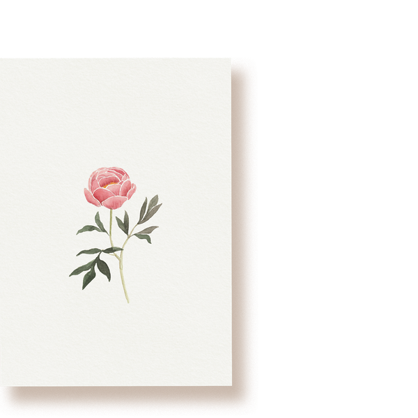 Pfingstrose | Postkarte