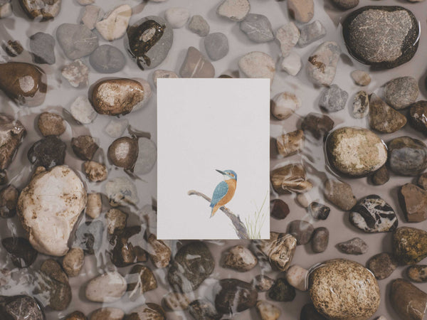 Eisvogel | Postkarte