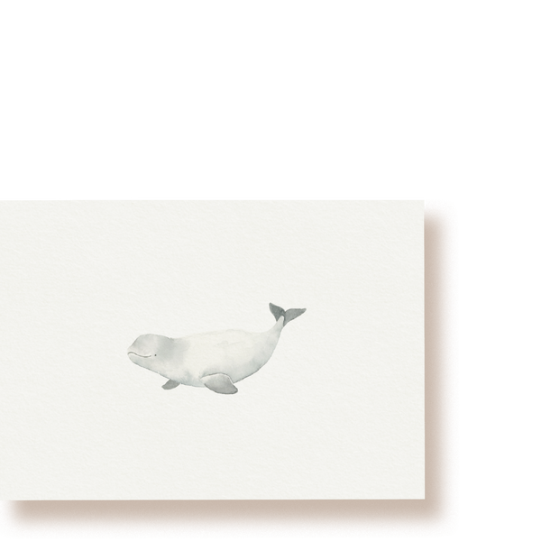 Beluga | Postkarte