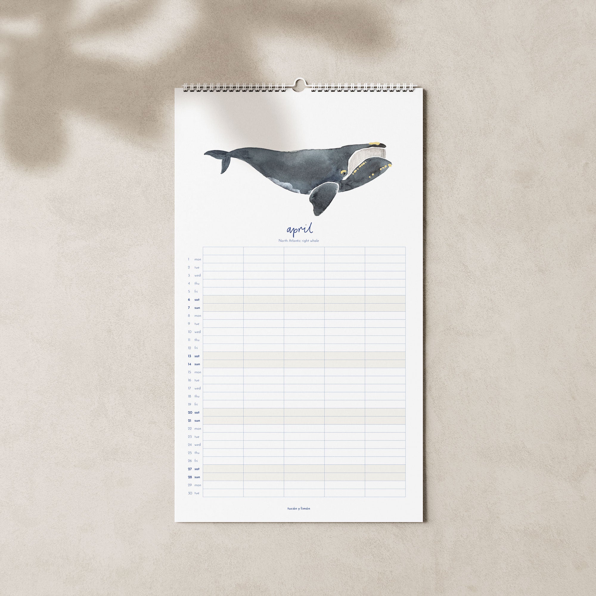 2024 Familienkalender Wale