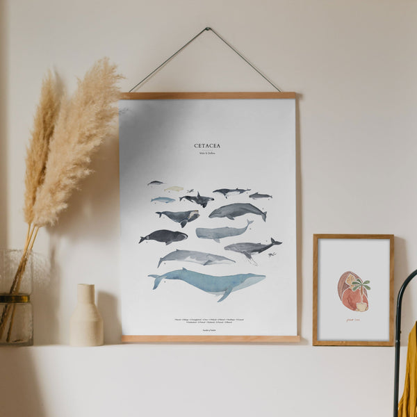 Whales - cetacea | Kunstdruck A4