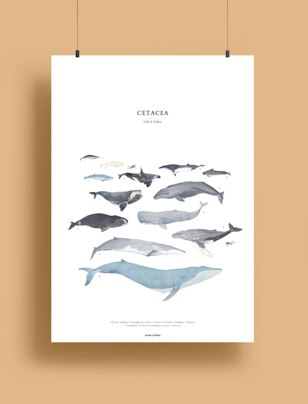 Whales - cetacea | Kunstdruck A4