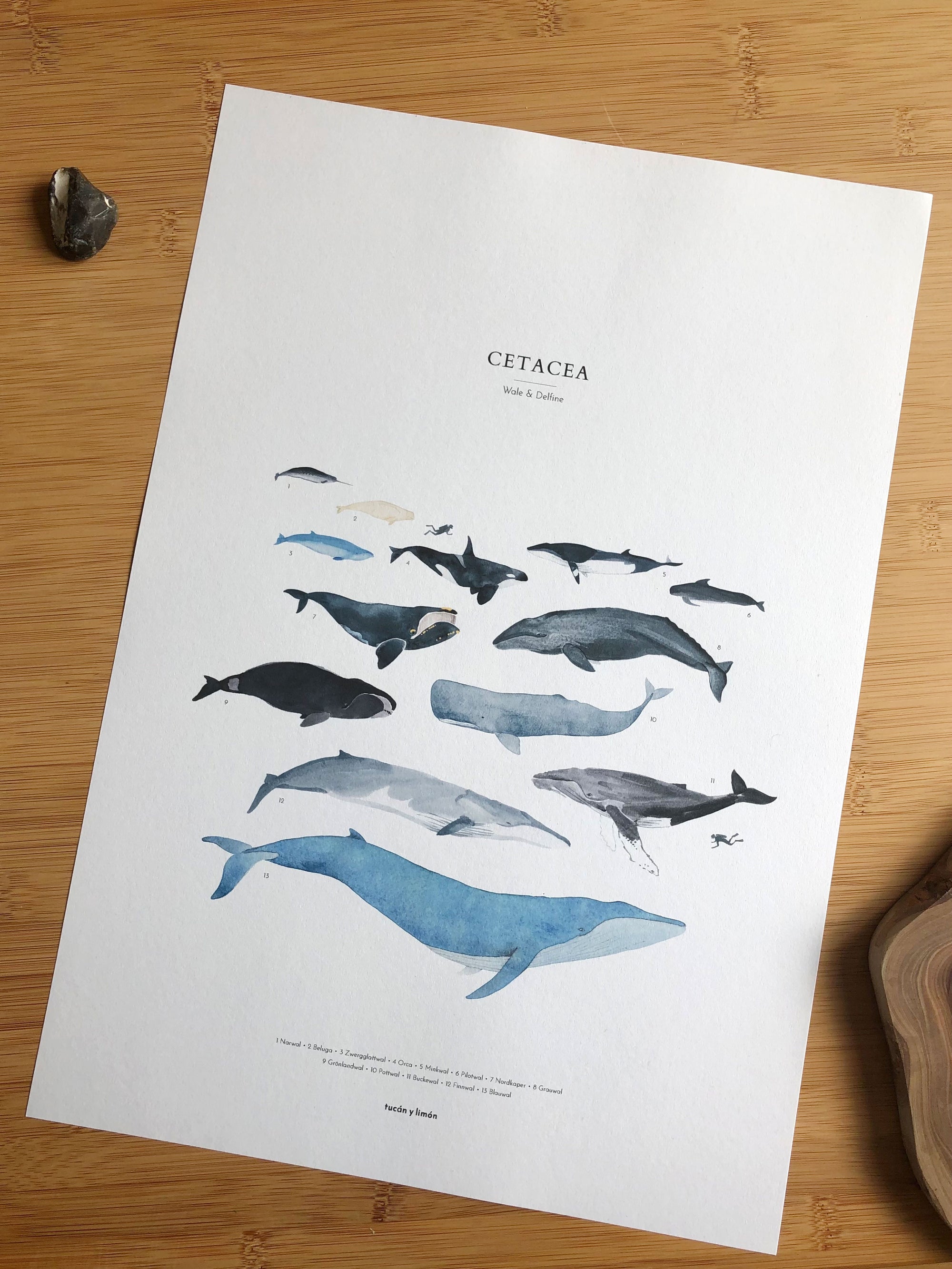 Whales - cetacea | 30x40 Wal Kunstdruck