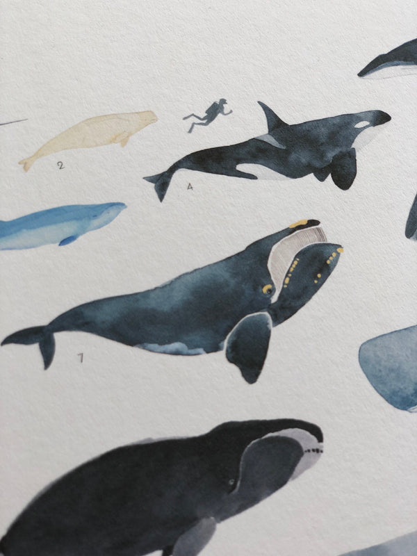 Whales - cetacea | Kunstdruck A4