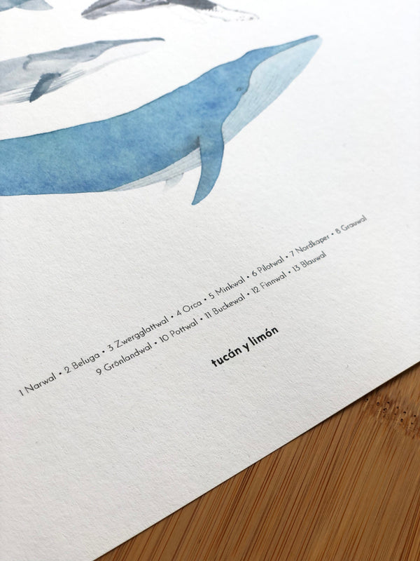 Whales - cetacea | Kunstdruck A4