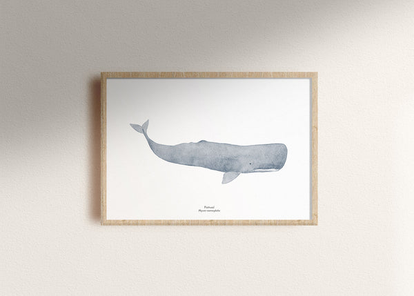 Wal Kunstdruck 30x40